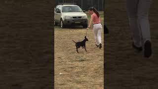 German Pinscher Puppy show training