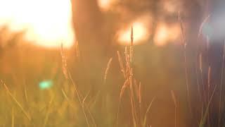 Beach Day, a picturesque cinematic video