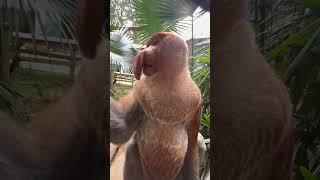 #Changlong Proboscis Monkey Nakula check out the pety queen #original video #Changlong Wildlife Worl