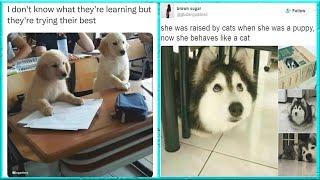 'Doggos Doing Things': Rare, Funny And Adorable Pictures Of Dogs Doing Things | Daily Hilarious