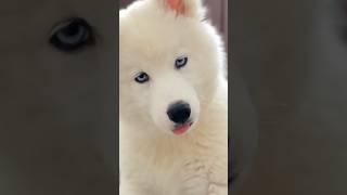 Pretty little baby! #whitehuskywithblueeyes #gurugram #puppy #cutie #happybabygirl #husky #love