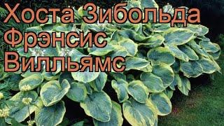 Хоста зибольда Фрэнсис Вилльямс  обзор: как сажать, рассада хосты Фрэнсис Вилльямс