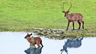Heartless Buck Throws Baby Back into Crocodile’s Jaws After it Escaped
