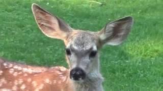 Fawns in the Yard 2018