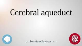 Cerebral aqueduct   Anatomy of the Brain   SeeHearSayLearn 