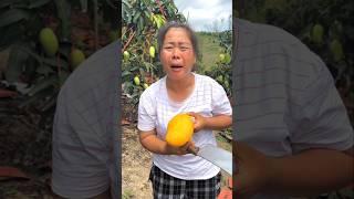 Mango Orchard  #shorts #ytshorts