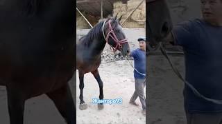 Жанторо93