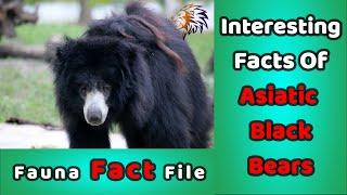 Interesting facts of Asiatic Black Bear | unknown facts | Fauna Fact File