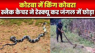 Korba में King Cobra | छुईधोड़ा गांव में दिखा 11 फीट लंबा किंग कोबरा | देखिए VIDEO