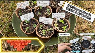 PART 2 | 4 WEEKS | Electroculture Experiment with 9 DIFFERENT seeds | Magnetic Seeds | FACTS OR CAP?