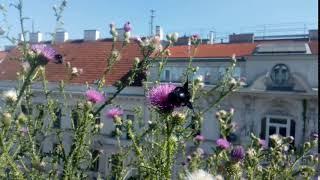 Xylocopa violacea, the violet carpenter bee, Vienna