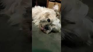 Sleeping  shizu #youtube #cute #viral