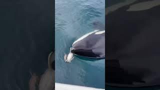 Female orca grabs bird it kicked to my boat!