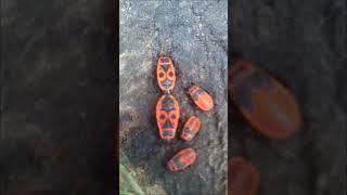 Colony of Firebugs all ages / Колония клопов солдатиков всех возрастов #shorts