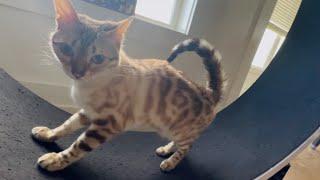 This Cat Just Discovered the Coolest Toy Ever!