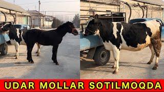 BOGOZ MOLLAR VA ZOR TOY SOTILADI