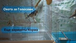 Охота за Голосами - Еще варианты Корма !