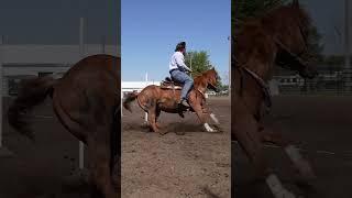 #nsca #omoksee #horse #rodeo #horseshow #western #westernriding #youtubeshorts #subscribe