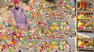 Ham 100 Colourful Chicks Ly Aiy  | Pets Vlog | Ahma Daily Vlogs