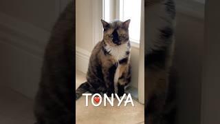 Tonya #cat #calicocats #pets #beautiful #beautifulcat #calico #cats #youtubeshorts #catvideos