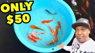 CHEAP IMPORTED JAPANESE KOI FISH!