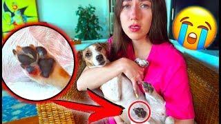 INJURY IN DOG, INSIDE WORM ?! Why is my dog limping? Ghost house | Elli Di Pets