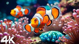 Aquarium 4K VIDEO - Explore The Best Of Sea Life, Beautiful Coral With Sleep Relax Meditation Music