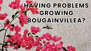 MASTERING BOUGAINVILLEA: A Bougainvillea Care Tutorial