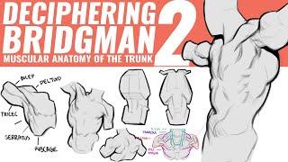 DECIPHERING BRIDGMAN 2: ANATOMY OF THE TRUNK