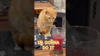 Cat vs cup standoff who would win