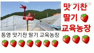 맛기찬 딸기 교육농장