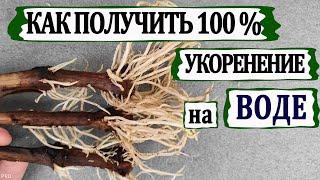  Простое укоренение черенков винограда на воде. Почему 100 % черенков укоренилось?