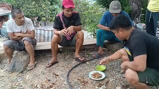 Giant Snail hunting,cooking and eating