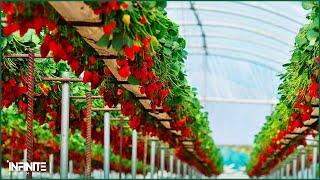 Amazing Hydroponic Strawberries Farming Technology - Strawberries Harvesting and Modern Agriculture