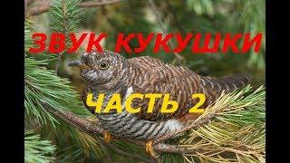 КАК ИЗДАВАТЬ ЗВУК КУКУШКИ 2