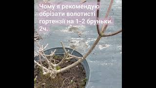 Чому я рекомендую обрізати волотисті гортензії на 1-2 бруньки. Частина 2