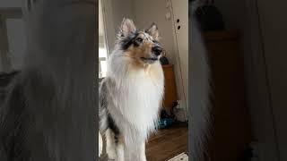 The "pretty please" sit at the end... Rough Collie demand snapping #shorts #dog