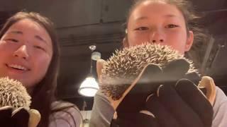 Great Buddha and Hedgehog Cafe!!! (Tokyo Vlog)