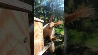 Всем доброго дня!  #squirrel #nature #wildlife #film #природа #фильм #fishing #cute #animals