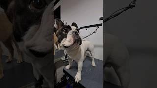 Mi primer baño a lo PRO #mozartfrenchie #bulldogfrances #petfriendly #dogshower #shorts #mozi #short