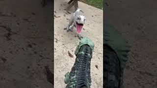 Jurassic World Giganotosaurus Vs Indominus Rex #shorts #subscribe #jurassicworld #mattel #toy #fyp