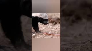 Honey Badger VS King Lion  #mtcrabhishek #ytshorts #factsinhindi #viralfacts #honeybadger