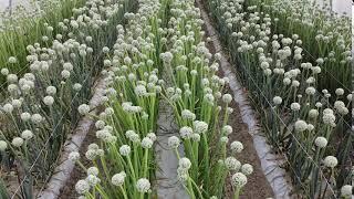 GreenHouse Hybrid Onion Seed Production