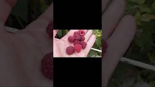 ВИТАМИННАЯ МАЛИНА НА ЗИМУ.                                  VITAMIN RASPBERRIES FOR WINTER.