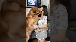 你這是要干什麽嗎？知道肚子里有寶寶嗎？真是莫名其妙的動作#宠物 #萌宠出道计划 #金毛 #孕妇 #孕妈 #pets #funny #cute #goldenretriever #babyboy