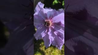 Jumbo Clematis - My Garden #clematis #flowers #garden