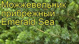 Можжевельник прибрежный Изумрудное Море. Краткий обзор, описание juniperus conferta Emerald Sea