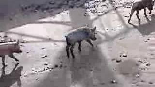 pigs on the beach