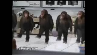 Танцующие обезьяны