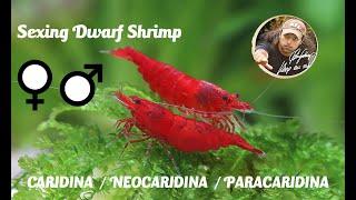 Sexing Dwarf Shrimp -  Caridina , Neocaridina and Paracaridina